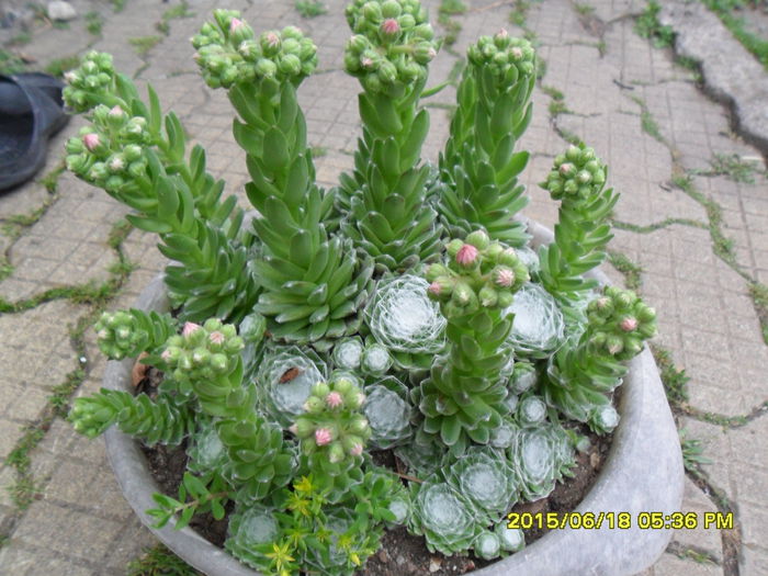 SAM_0301 - Cactusi si suculente 2015