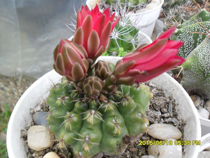 SAM_0302 - Cactusi si suculente 2015