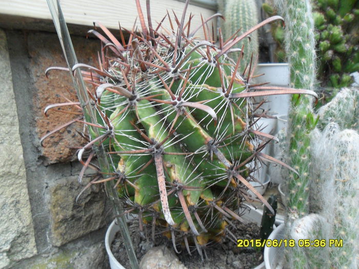 SAM_0303 - Cactusi si suculente 2015