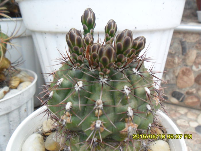 SAM_0305 - Cactusi si suculente 2015