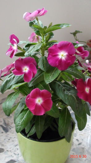 DSC03296 - Catharanthus si altele