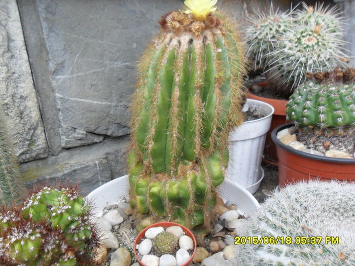 SAM_0307 - Cactusi si suculente 2015