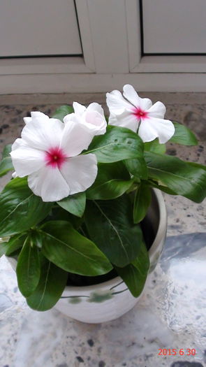 DSC03300 - Catharanthus si altele