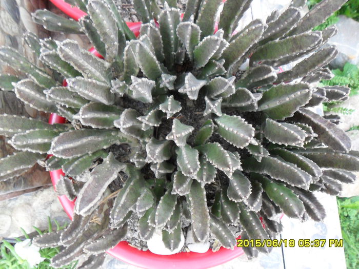 SAM_0310 - Cactusi si suculente 2015