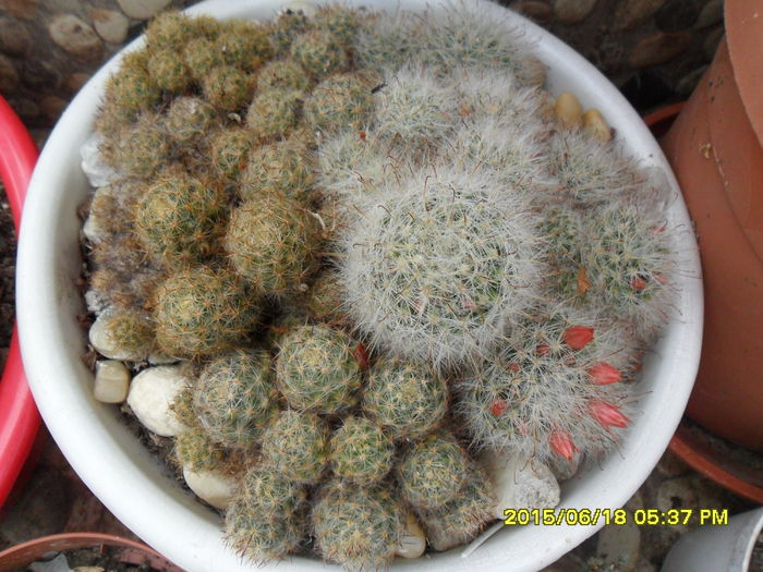 SAM_0311 - Cactusi si suculente 2015