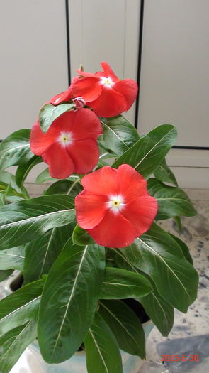 DSC03317 - Catharanthus si altele