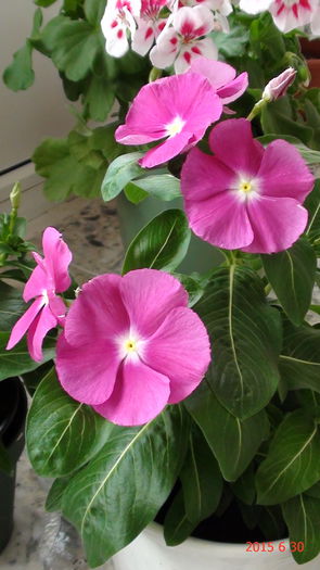 DSC03323 - Catharanthus si altele