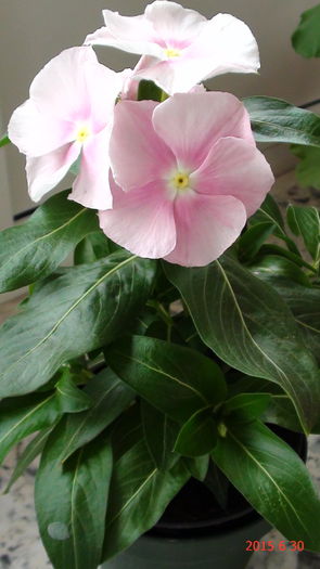 DSC03322 - Catharanthus si altele