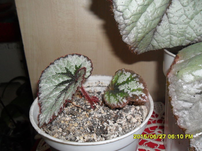 SAM_0411