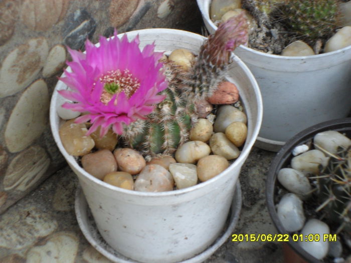 SAM_0365
