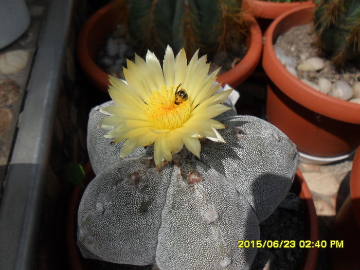 SAM_0367 - Cactusi si suculente 2015
