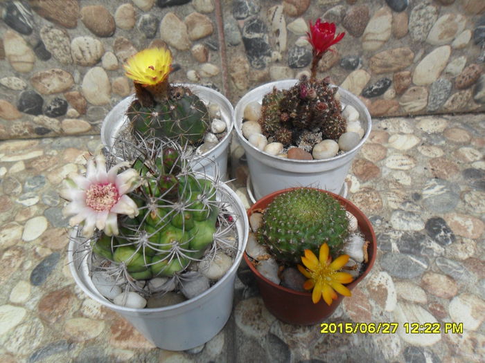 SAM_0390 - Cactusi si suculente 2015