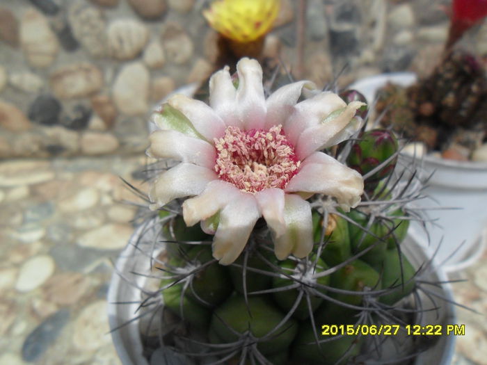 SAM_0391 - Cactusi si suculente 2015