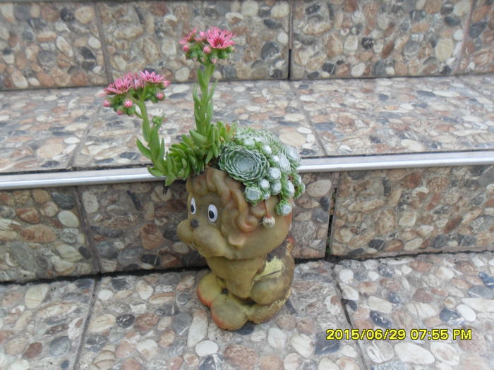 SAM_0419 - Cactusi si suculente 2015