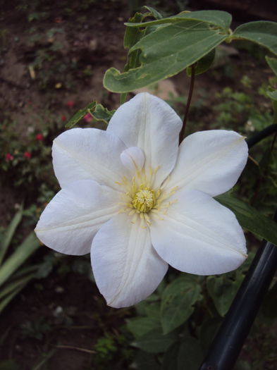 DSC01154 - 1 Clematite 2015