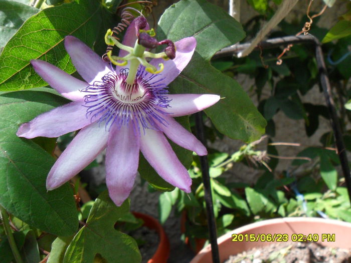 Passiflora Victoria - Passiflora 2015