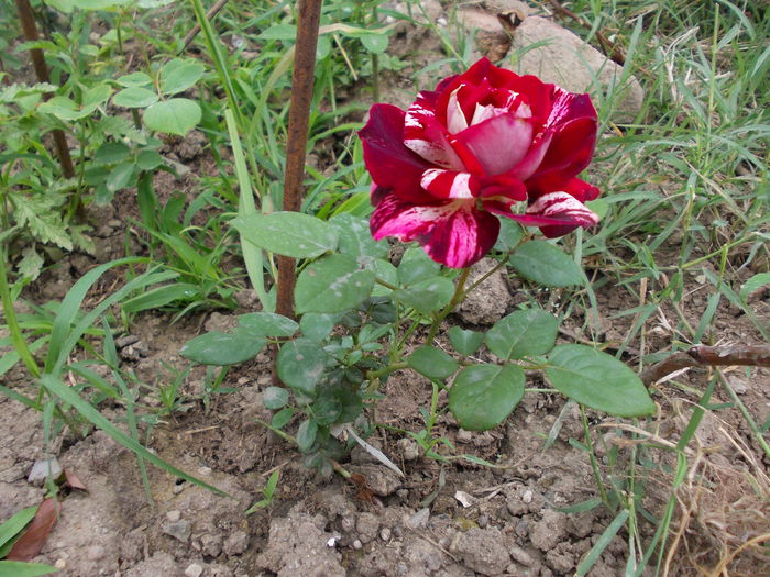 julio iglesias rose