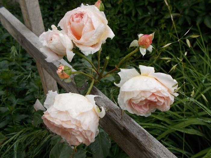 DSCN0979[1]; Abraham Darby
