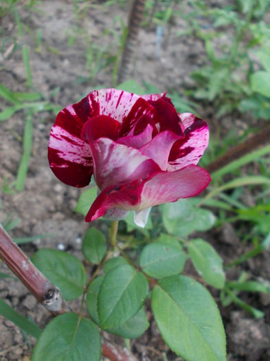 julio iglesias rose