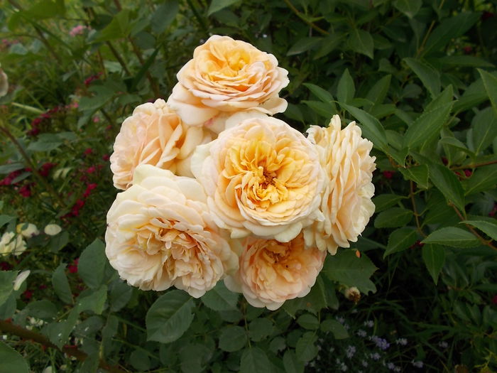 DSCN1016[1] - Romantic garden