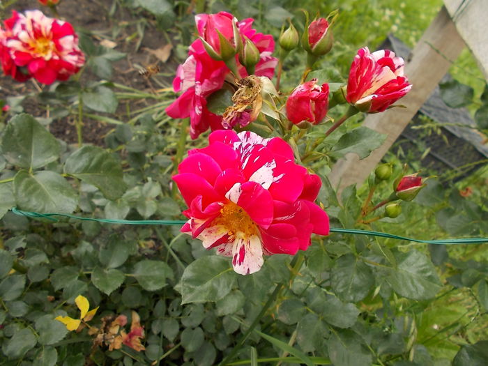 DSCN1017[1] - Romantic garden