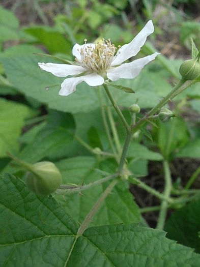 P6300182