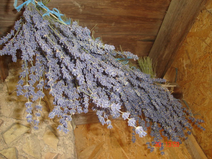 30 iun 2015 007 - Lavanda officinalis