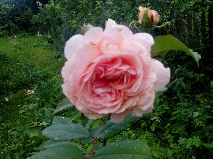 IMG_20150630_201307 - A Shropshire lad