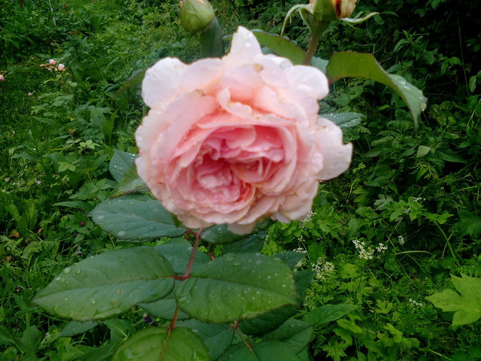 IMG_20150630_201303 - A Shropshire lad