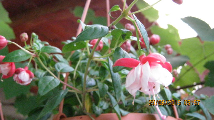 IMG_9558 - Fuchsia