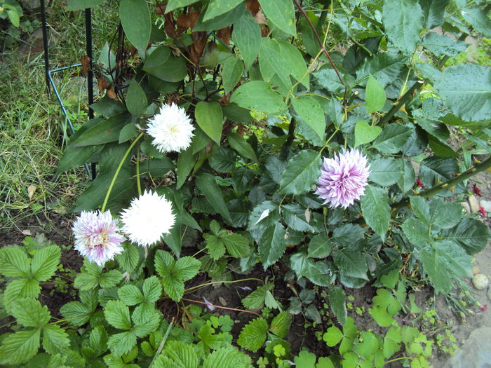 DSC01314 - 1 Clematite 2015