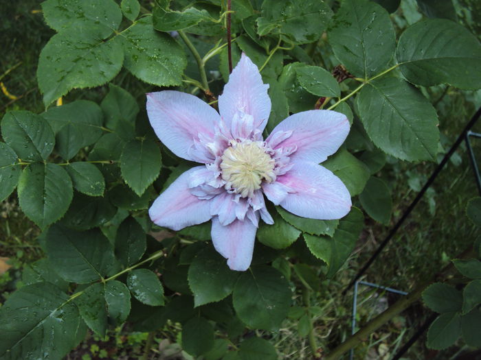 Josephine - 1 Clematite 2015