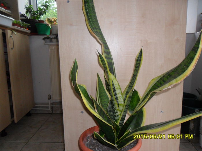 SAM_0353 - Sansivieria