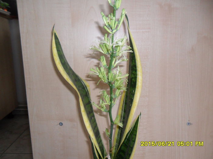 SAM_0355 - Sansivieria