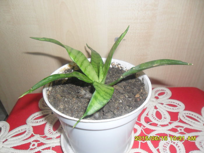 SAM_0193 - Sansivieria