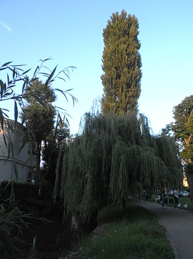 P6290212 - IN PARC