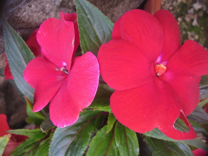  - Impatiens-sporul casei