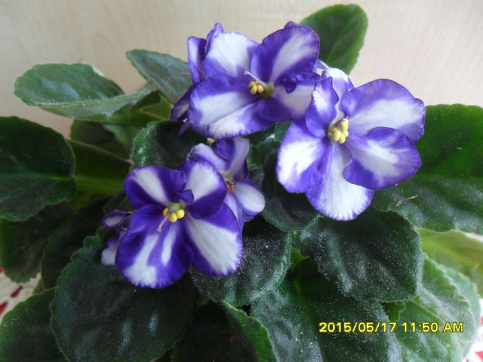 SAM_9483 - violetele mele