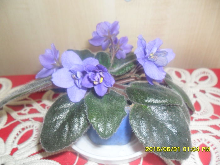 SAM_9900 - violetele mele
