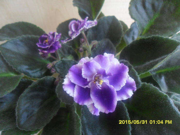 SAM_9901 - violetele mele