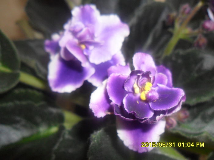 Rhapsodie Cora - violetele mele