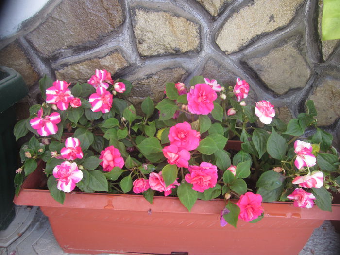  - Impatiens-sporul casei