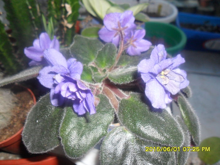 SAM_9936 - violetele mele