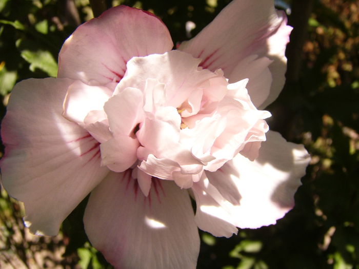 Hibiscus Syriacus Carneus Plenus