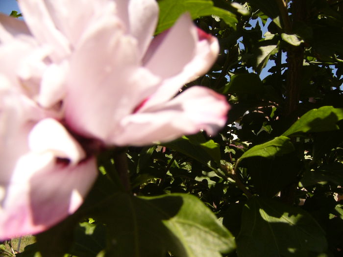 P1240855 - ANUL 2015 III