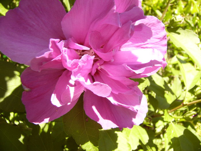 Hibiscus Syriacus Duc de Brabant