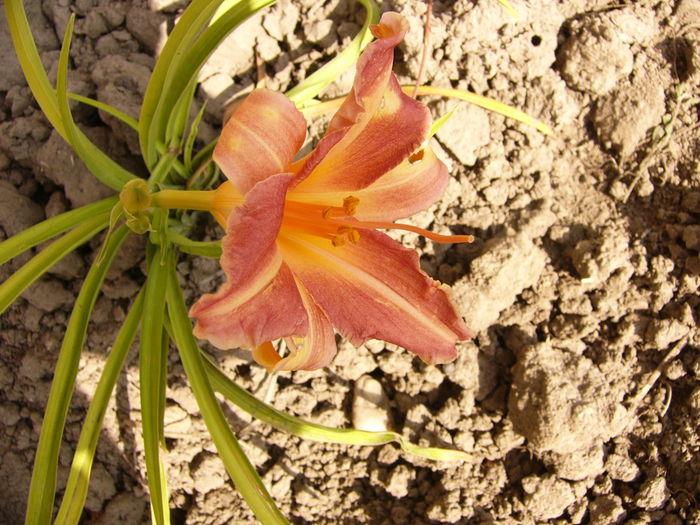 Hemerocalis Pretty Fancy