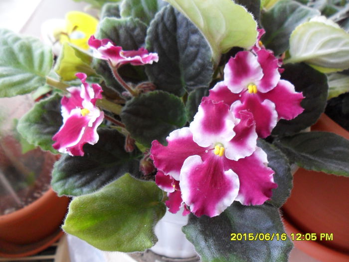 SAM_0225 - violetele mele