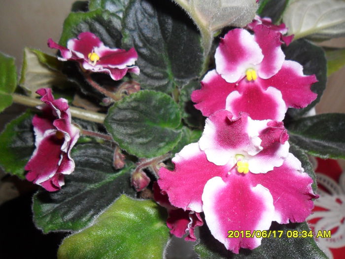 SAM_0288 - violetele mele