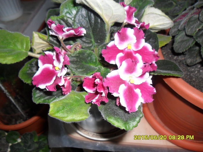 SAM_0346 - violetele mele
